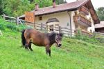 Birkenhof - Pony, Vinschgau, Südtirol, Italien